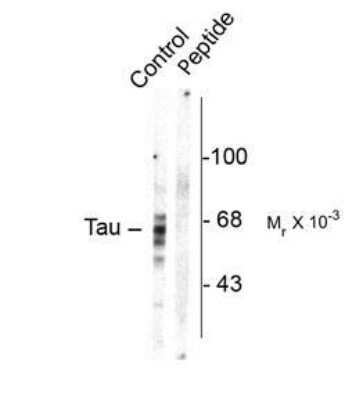 Western Blot: Tau [p Ser416] Antibody [NB110-93503] - Rat brain homogenate showing specific immunolabeling of the ~59, 65, 68k Tau isoforms phosphorylated at Ser416(control).  Imunolabeling is blocked by preadsorption with the phospho-peptide used as antigen (Peptide)  but not by the corresponding dephospho-peptide (not shown).